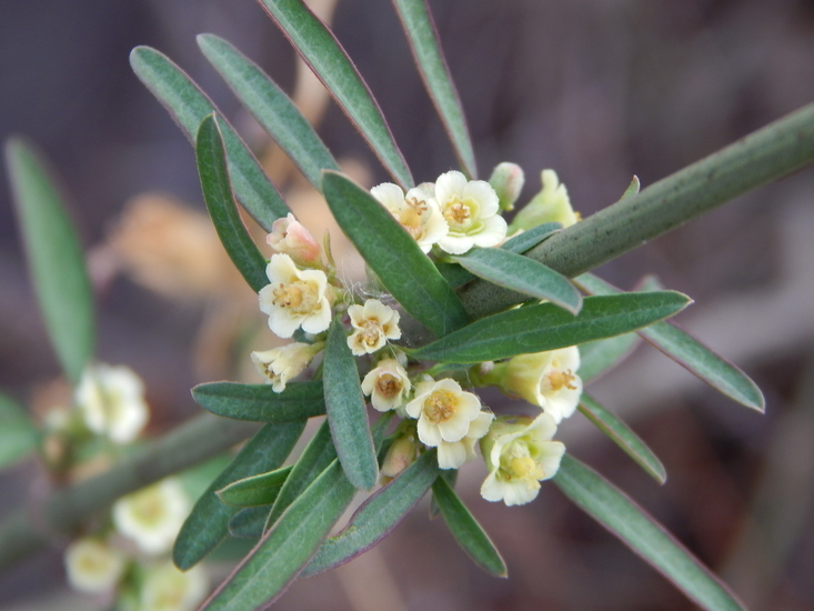 Image of Euphorbia colletioides Benth.