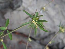 Image of Euphorbia colletioides Benth.