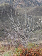 Image of Tree morning glory