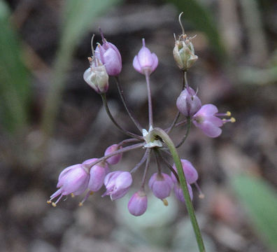 Image of Lady's leek