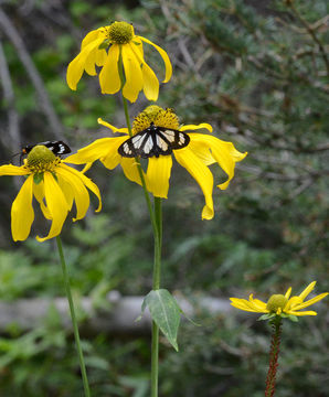 Image of cutleaf coneflower