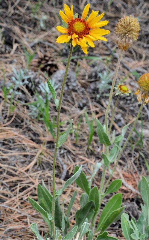 Plancia ëd Gaillardia aristata Pursh