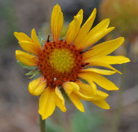 Plancia ëd Gaillardia aristata Pursh