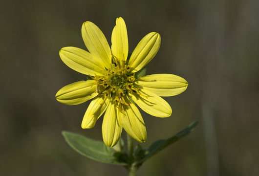 Image of sticky rosinweed