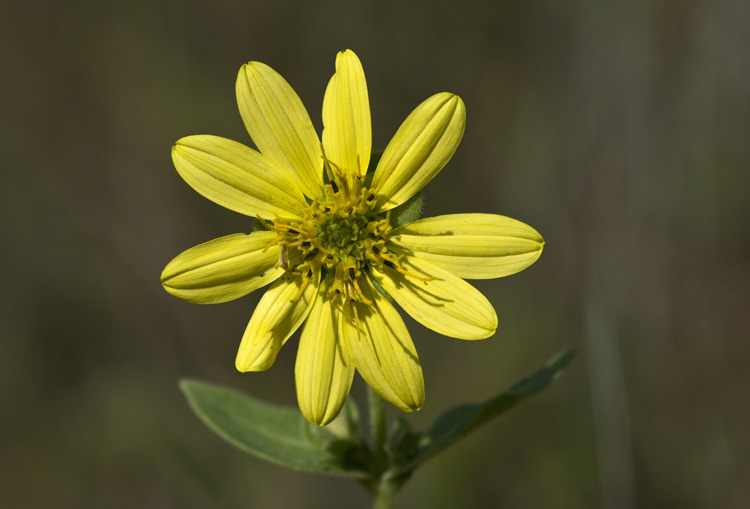 Image de Silphium glutinosum J. R. Allison