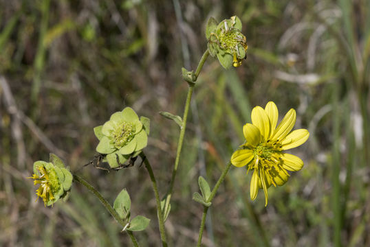 Image de Silphium glutinosum J. R. Allison