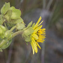 Image of sticky rosinweed