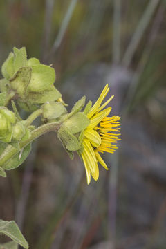 Image of sticky rosinweed