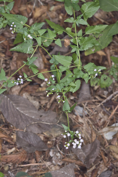 Fleischmannia incarnata (Walt.) R. King & H. Rob. resmi