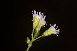 Plancia ëd Fleischmannia incarnata (Walt.) R. King & H. Rob.