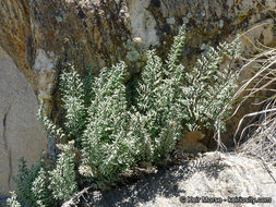 Image of California cliffbrake