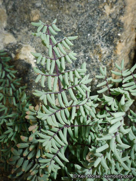 Image of California cliffbrake