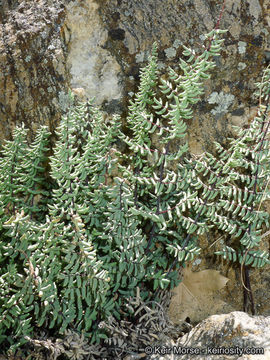 Image of California cliffbrake