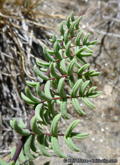 Image of California cliffbrake