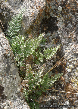 Image of California cliffbrake