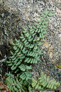 Pellaea mucronata subsp. californica (Lemmon) Windham的圖片