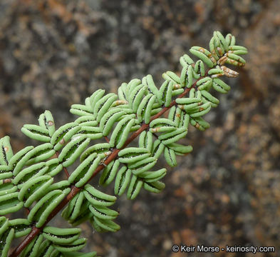 Image of California cliffbrake