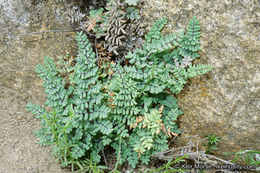 Pellaea mucronata subsp. californica (Lemmon) Windham的圖片