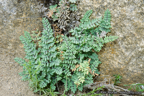 Pellaea mucronata subsp. californica (Lemmon) Windham的圖片