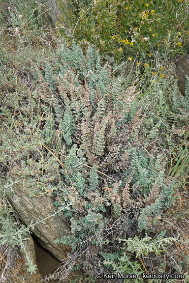 Pellaea mucronata subsp. californica (Lemmon) Windham的圖片