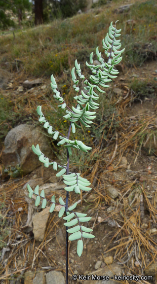 Pellaea mucronata subsp. californica (Lemmon) Windham的圖片