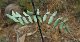 Pellaea mucronata subsp. californica (Lemmon) Windham的圖片