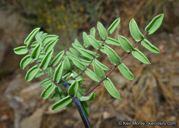 Pellaea mucronata subsp. californica (Lemmon) Windham的圖片