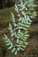 Pellaea mucronata subsp. californica (Lemmon) Windham的圖片