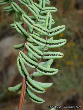 Image of California cliffbrake