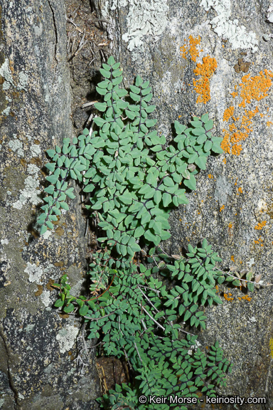 Pellaea mucronata subsp. californica (Lemmon) Windham的圖片