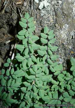 Image of California cliffbrake