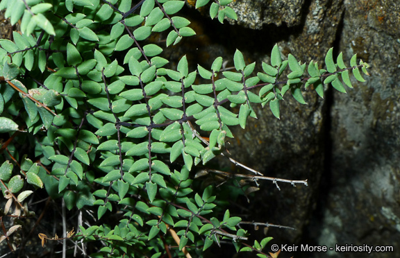 Pellaea mucronata subsp. californica (Lemmon) Windham的圖片