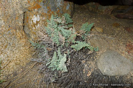 Pellaea mucronata subsp. californica (Lemmon) Windham的圖片