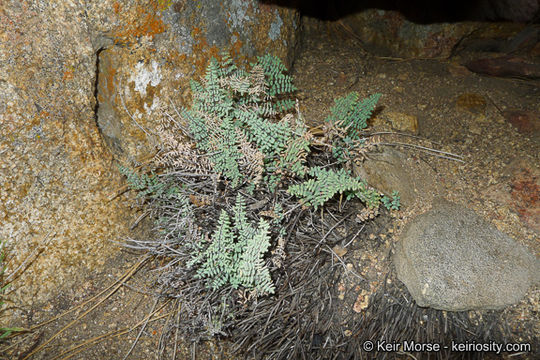 Image of California cliffbrake