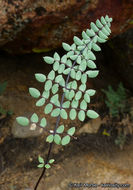 Image of California cliffbrake