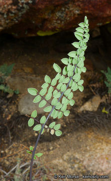 Image of California cliffbrake