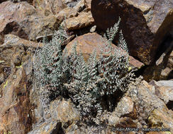 Image of California cliffbrake