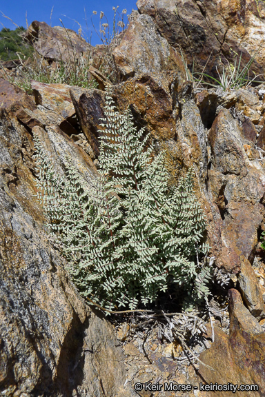 Image of California cliffbrake