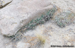 Image of California cliffbrake