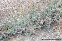 Image of California cliffbrake