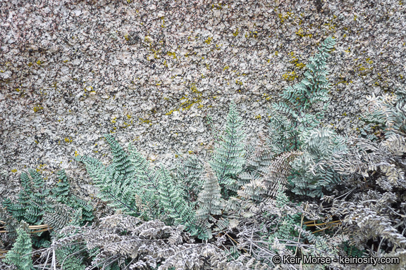 Image of California cliffbrake