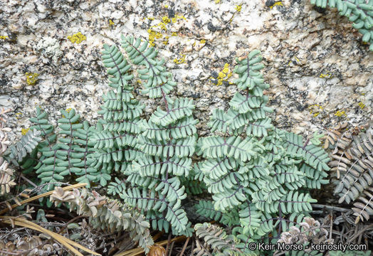 Image of California cliffbrake