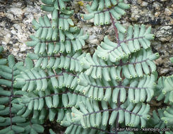 Image of California cliffbrake