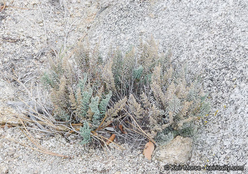 Image of California cliffbrake