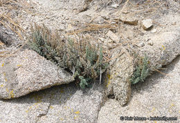 Image of California cliffbrake