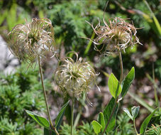 Image of Scott's clematis