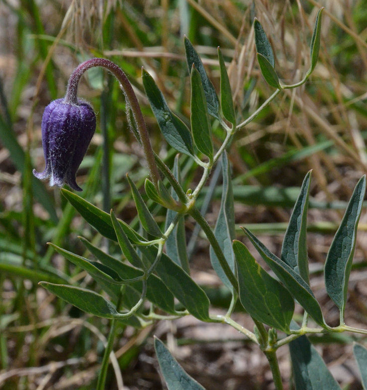 Image of Scott's clematis