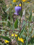 Image of Scott's clematis