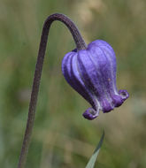 Image of Scott's clematis