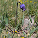 Image of Scott's clematis